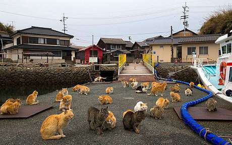 Lotsa_cats_Aoshima_3217808c