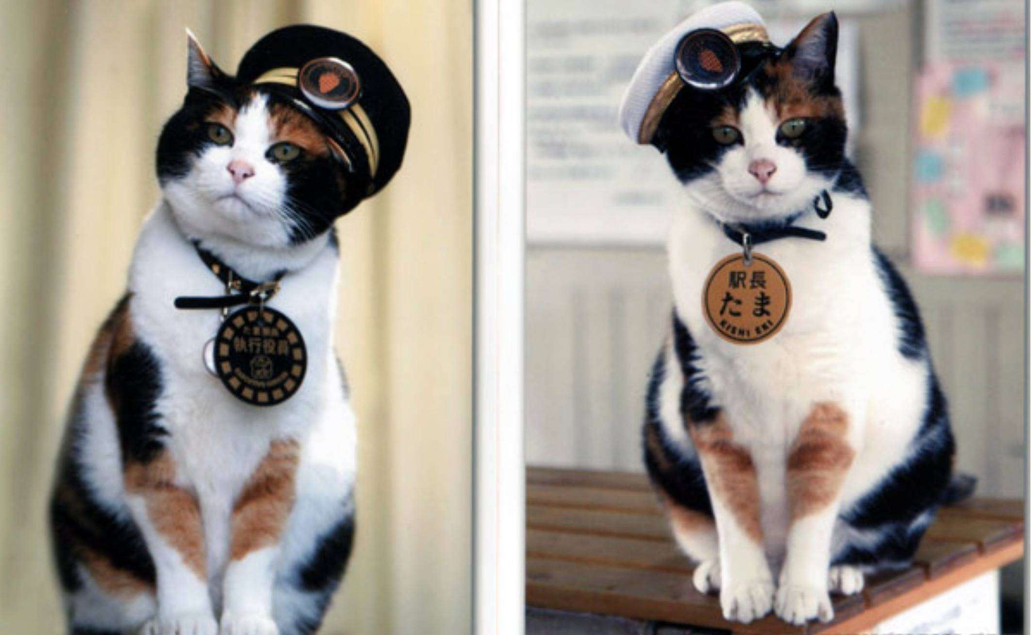 The-Super-Station-Master-Cat-Tama