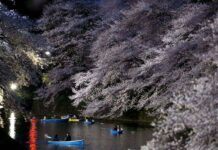 Bunga Sakura Mekar Lebih Cepat di Tokyo