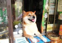 Salesdoge: Anjing Shiba Inu Ini Jadi Penjaga Toko di Jepang!