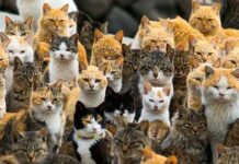 Di Pulau Ini, Jumlah Kucing Lebih Banyak Dari Manusia