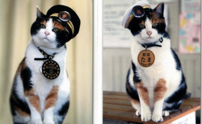 The-Super-Station-Master-Cat-Tama