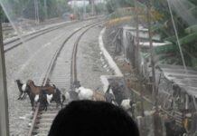 KRL Jajal Trek Bolak-Balik Kota – Priok, Di Jalan Dihadang Kasur, Kandang Ayam Sama Jetski