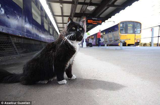 felix the cat Kucing Menggemaskan Ini Dipromosikan Jadi Pembasmi Tikus di Stasiun