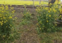 Rusak Taman Bunga, Perusahaan KA Jepang Ini Larang Railfans Datang