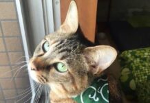 Sedang Wawancara Kerja, Orang Ini Curi Dompet Direktur (Calon) Tempat Kerjanya