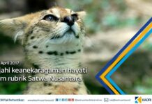 Menanggapi Tren Kemono Friends, KAORI Nusantara Hadirkan Rubrik Satwa Nusantara