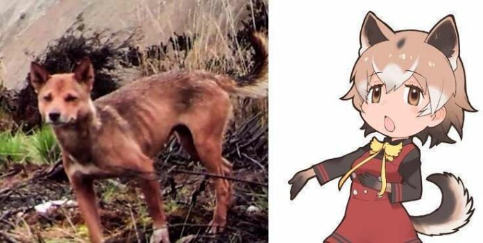 kemono_friends_new_guinea_F