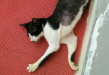 Satwa Nusantara: Kami Bertemu dengan Kucing Liar di Stasiun Lenteng Agung