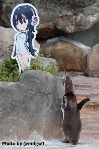 grape-kun penguin meninggal dunia