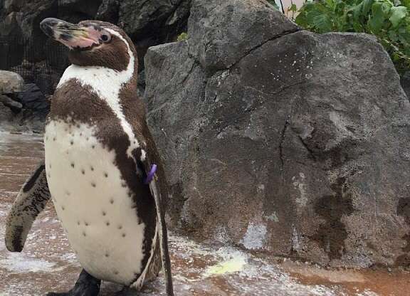 grape-kun-kemono-friends-F