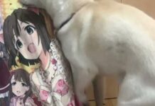 Astaga! Anjing Ini Nafsuan sama Miku Maekawa dari IDOLM@STER Cinderella Girls!