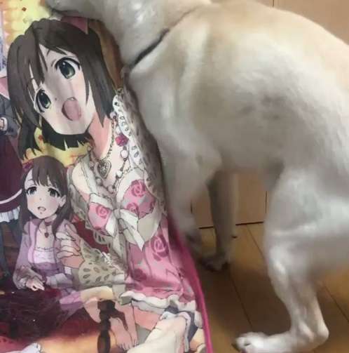 miku maekawa