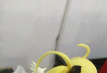 Jajak Pendapat Ringan Internal: Servant Saberface Favorit Staf KAORI