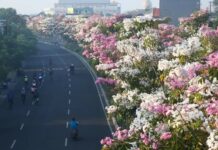 Tabebuya Kembali Bermekaran Percantik Jalan Protokol Kota Surabaya surabaya