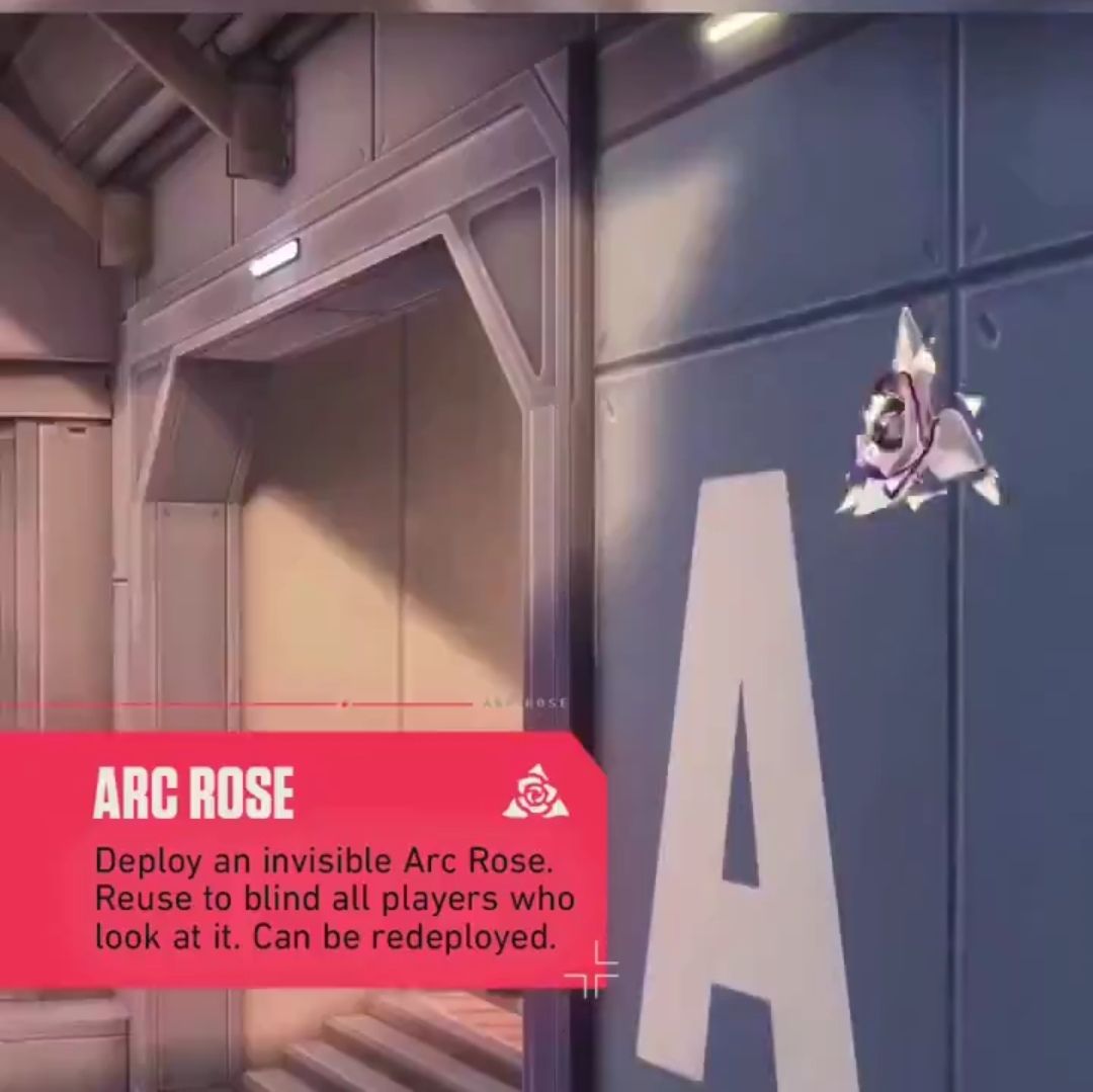 Arc Rose
