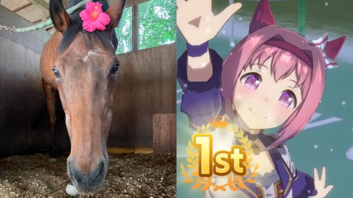 Haru Urara Uma Musume