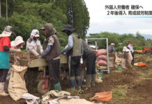 Pekerja Indonesia Berperan Besar Dalam Pertanian Jepang pekerja indonesia
