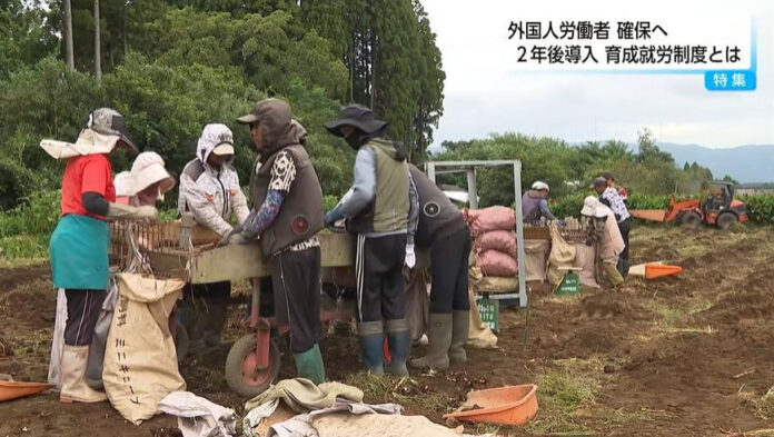pertanian jepang pekerja indonesia